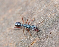 Rhytidoponera aspera