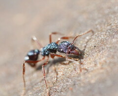 Rhytidoponera aspera