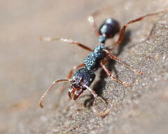 Rhytidoponera aspera