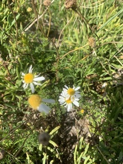 Tripleurospermum maritimum