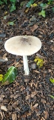 Fungi