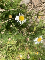 Tripleurospermum maritimum