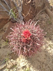 Ferocactus peninsulae