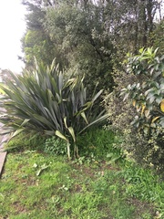 Phormium tenax