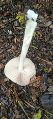 Fungi