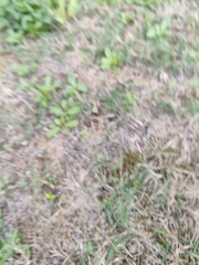 Anoplotrupes stercorosus