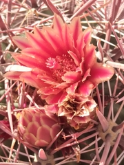 Ferocactus peninsulae
