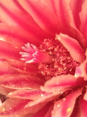 Ferocactus peninsulae