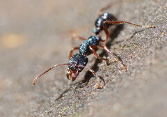 Rhytidoponera aspera