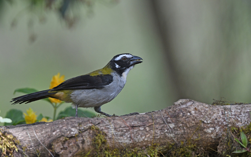 Black-winged Saltator (Saltator atripennis), photo 4