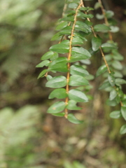 Metrosideros diffusa