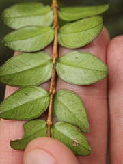 Metrosideros diffusa