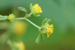 Sigesbeckia pubescens