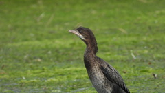 Microcarbo pygmaeus