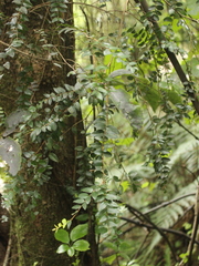Metrosideros diffusa