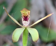 Caladenia transitoria