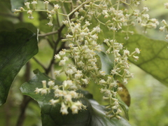 Brachyglottis repanda