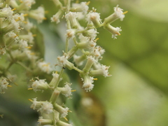 Brachyglottis repanda