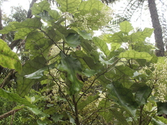 Brachyglottis repanda