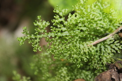 Hymenophyllum flexuosum