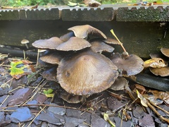 Coprinopsis atramentaria