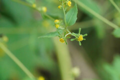 Sigesbeckia pubescens