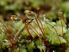 Leucobryum javense