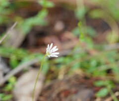 Stellaria flaccida