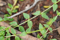 Stellaria flaccida