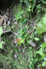 Berberis glaucocarpa
