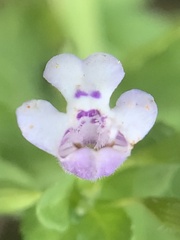 Clinopodium brownei