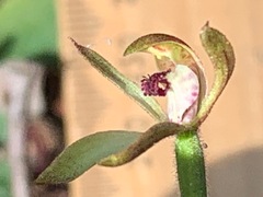 Caladenia transitoria
