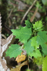 Berberis glaucocarpa