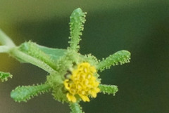 Sigesbeckia pubescens