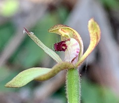 Caladenia transitoria