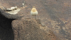 Oenanthe isabellina