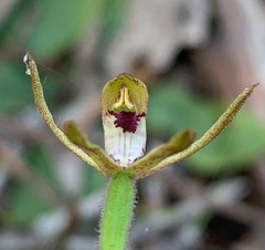 Caladenia transitoria
