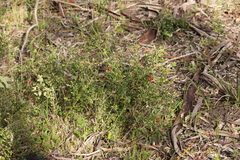 Correa reflexa scabridula