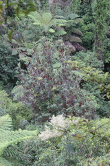 Knightia excelsa