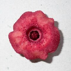 Huernia