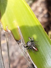 Opisthoncus polyphemus