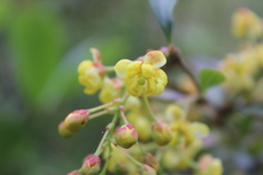 Berberis glaucocarpa
