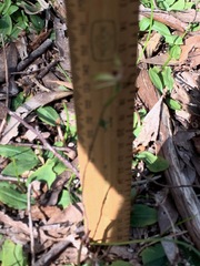 Caladenia transitoria