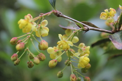 Berberis glaucocarpa