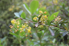 Berberis glaucocarpa