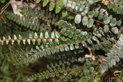 Pellaea rotundifolia