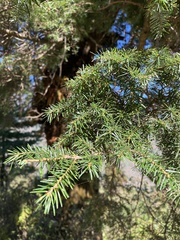 Tsuga dumosa