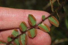 Pellaea rotundifolia