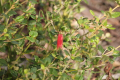 Correa reflexa scabridula
