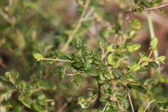 Correa reflexa scabridula